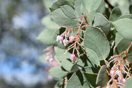 Arctostaphylos viscida subsp. viscida resmi