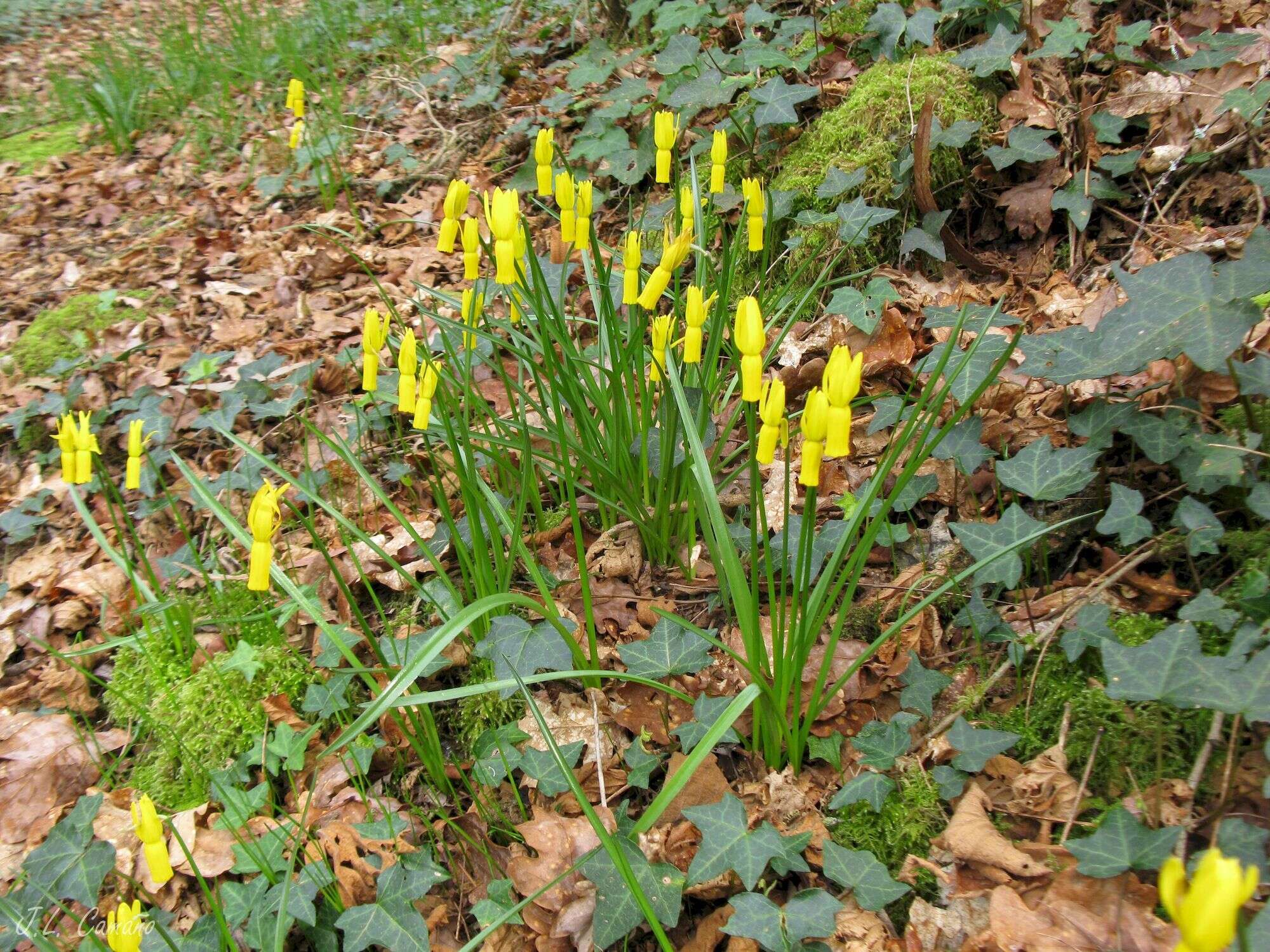 Image of Narcissus cyclamineus DC.