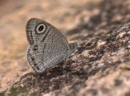 Image de Ypthima striata