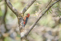 Image of Rufous-bellied Woodpecker