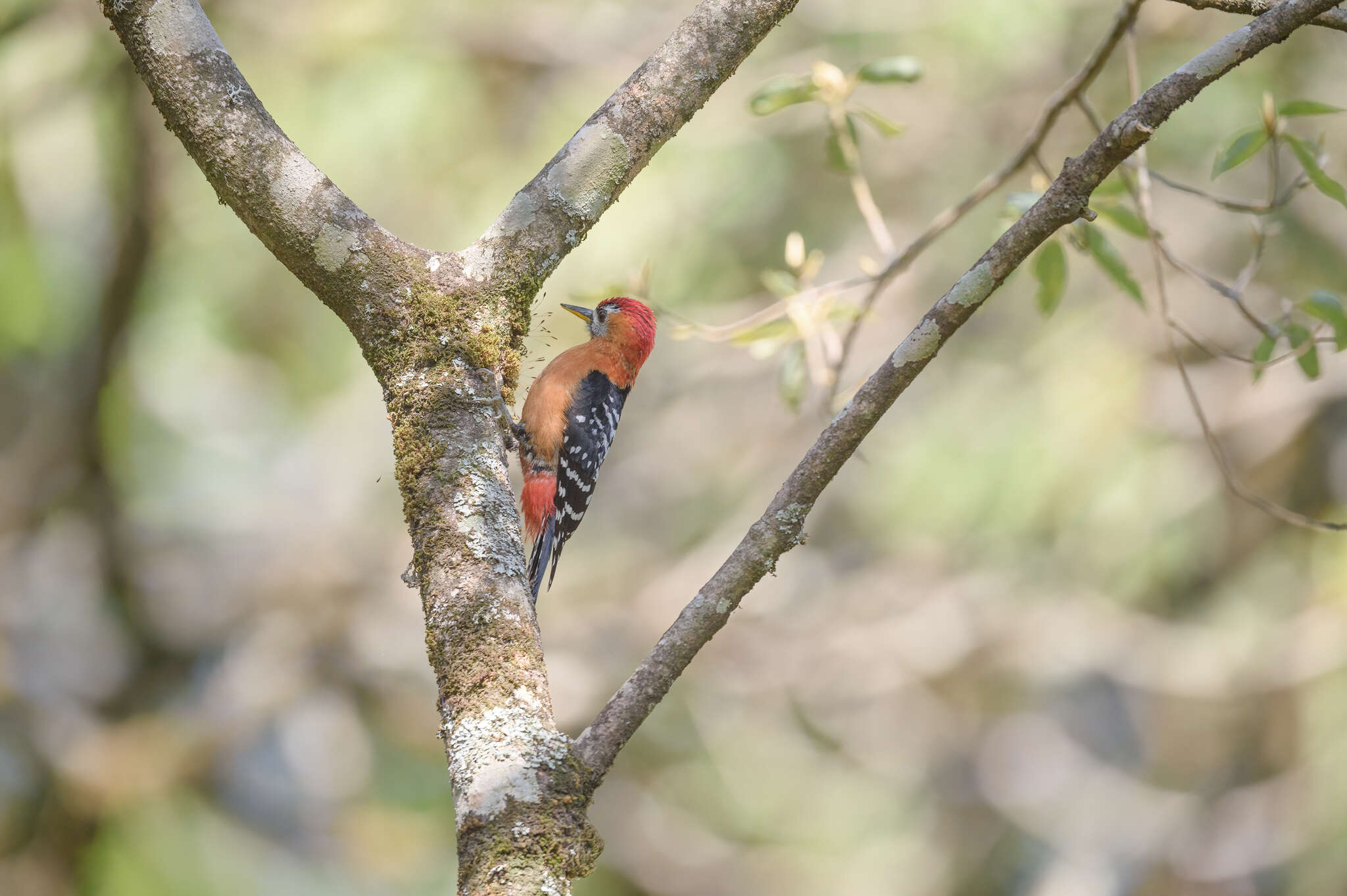 Image of Rufous-bellied Woodpecker