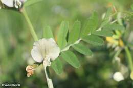 Image of large yellow vetch