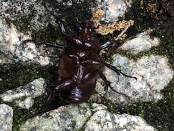 Image of Coscinocephalus cribrifrons (Schaeffer 1906)