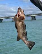 Image of Red Grouper