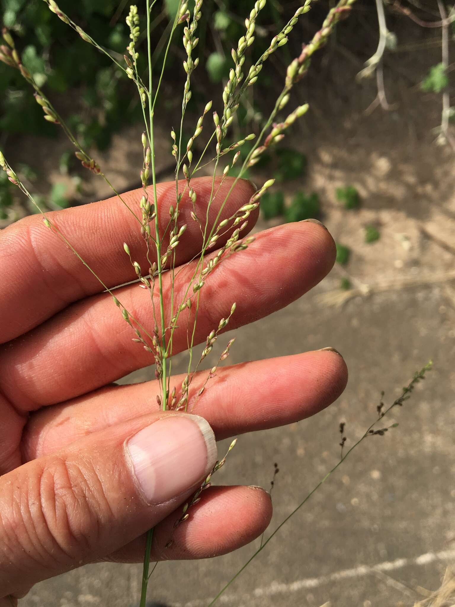 Image of Guinea Grass