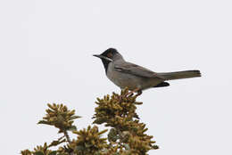 Image of Rüppell's Warbler