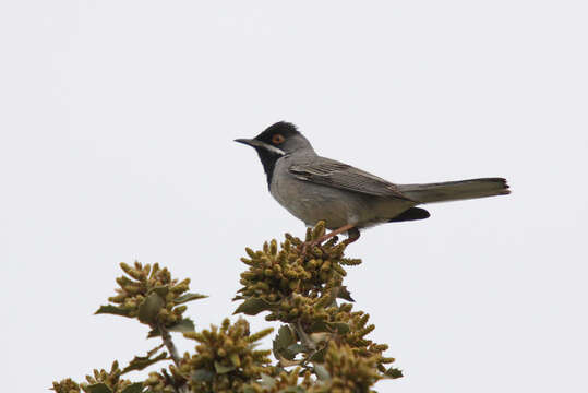 Image of Rüppell's Warbler