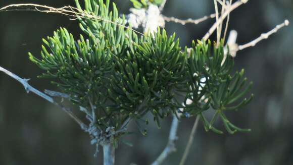 Image of Asparagus crassicladus Jessop