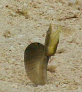 Image of Yellowface Pikeblenny