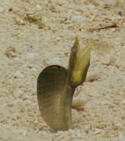 Image of Yellowface Pikeblenny