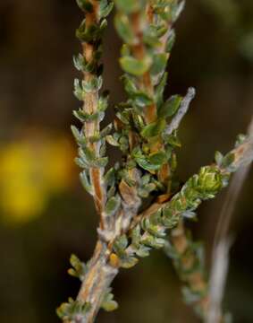 صورة Aspalathus quinquefolia subsp. compacta R. Dahlgren