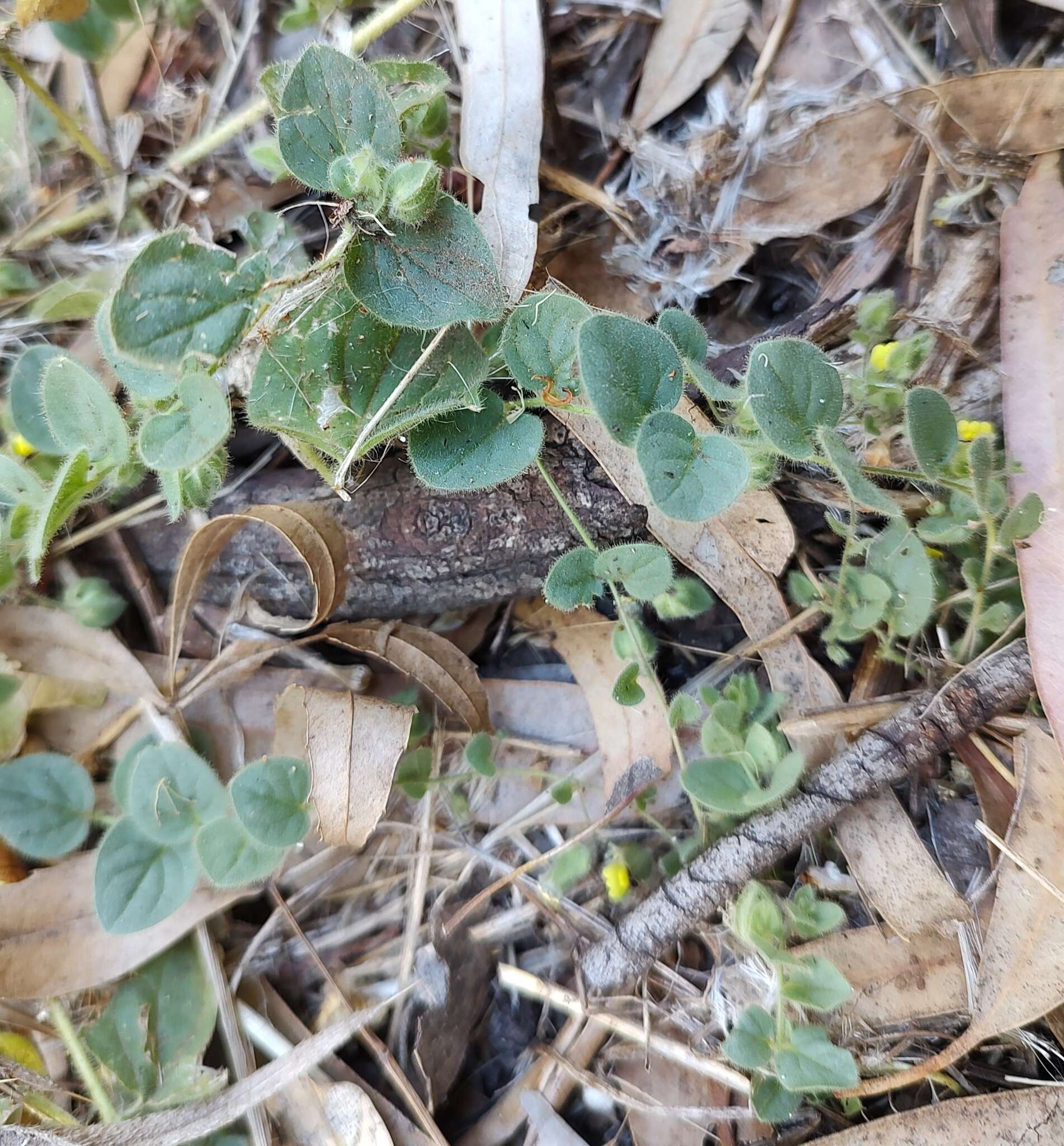 Image of Kickxia spuria subsp. integrifolia (Brot.) R. Fernandes