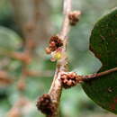 Image of Phyllanthus phillyreifolius Poir.