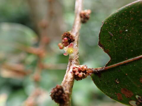 Image de Phyllanthus phillyreifolius Poir.