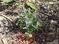 Image of Gray-Leaf Skullcap