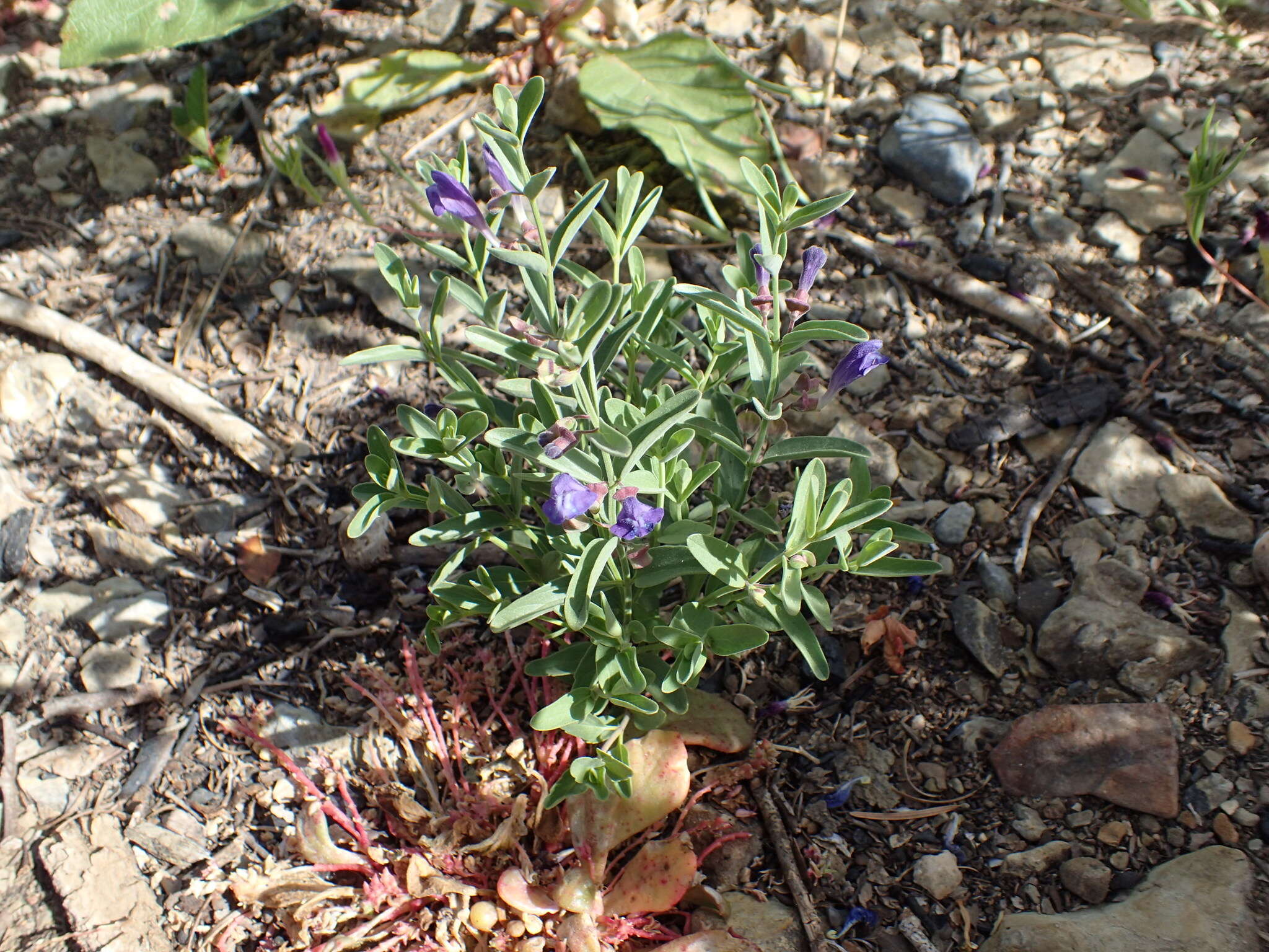 Image of Gray-Leaf Skullcap