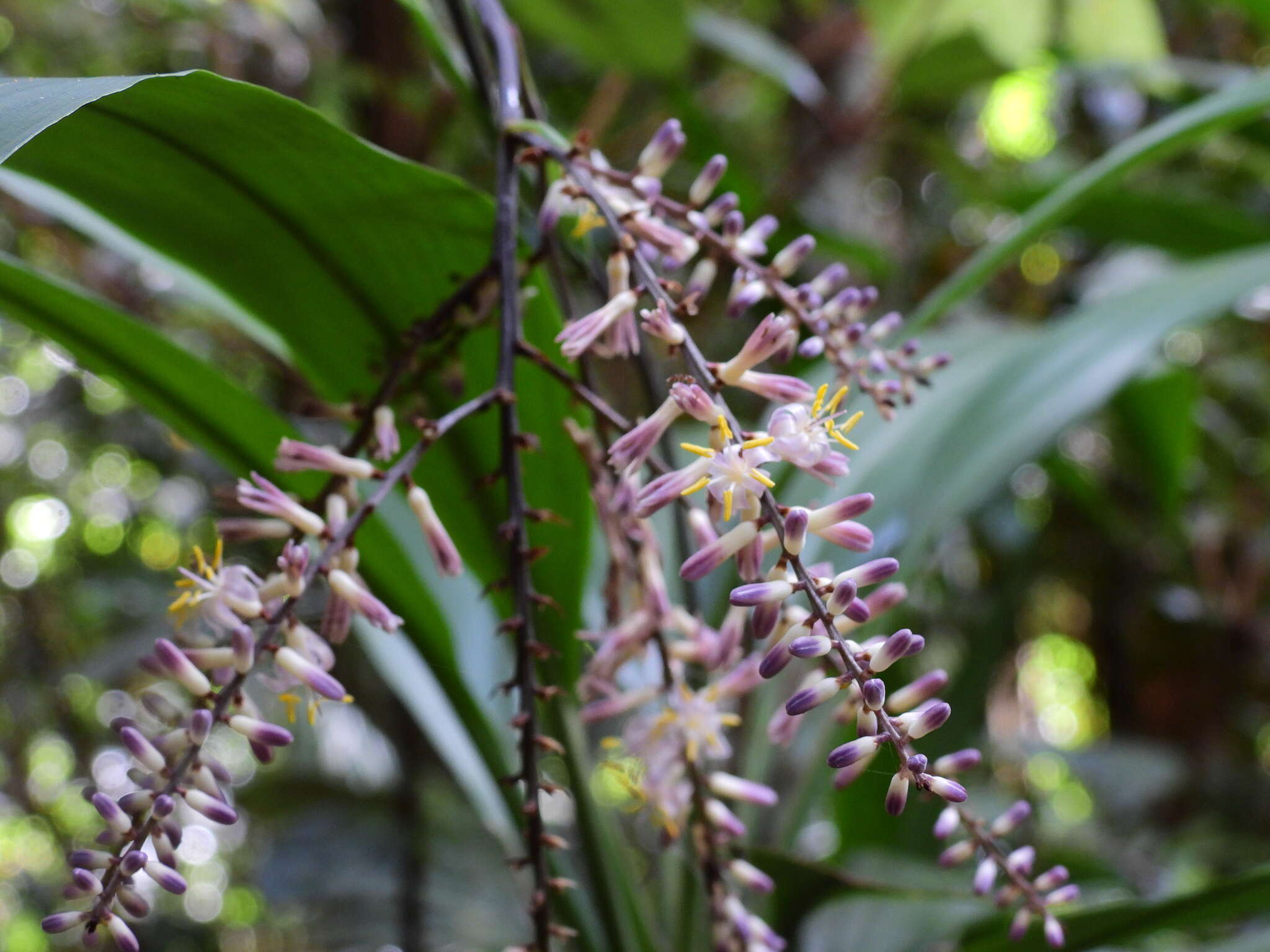 Image of Cordyline cannifolia R. Br.