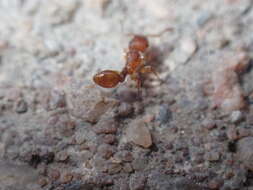 Image of Tetramorium notiale Bolton 1980