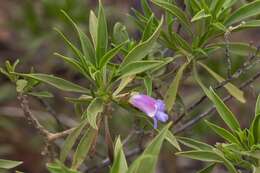 Eremophila freelingii F. Muell. resmi