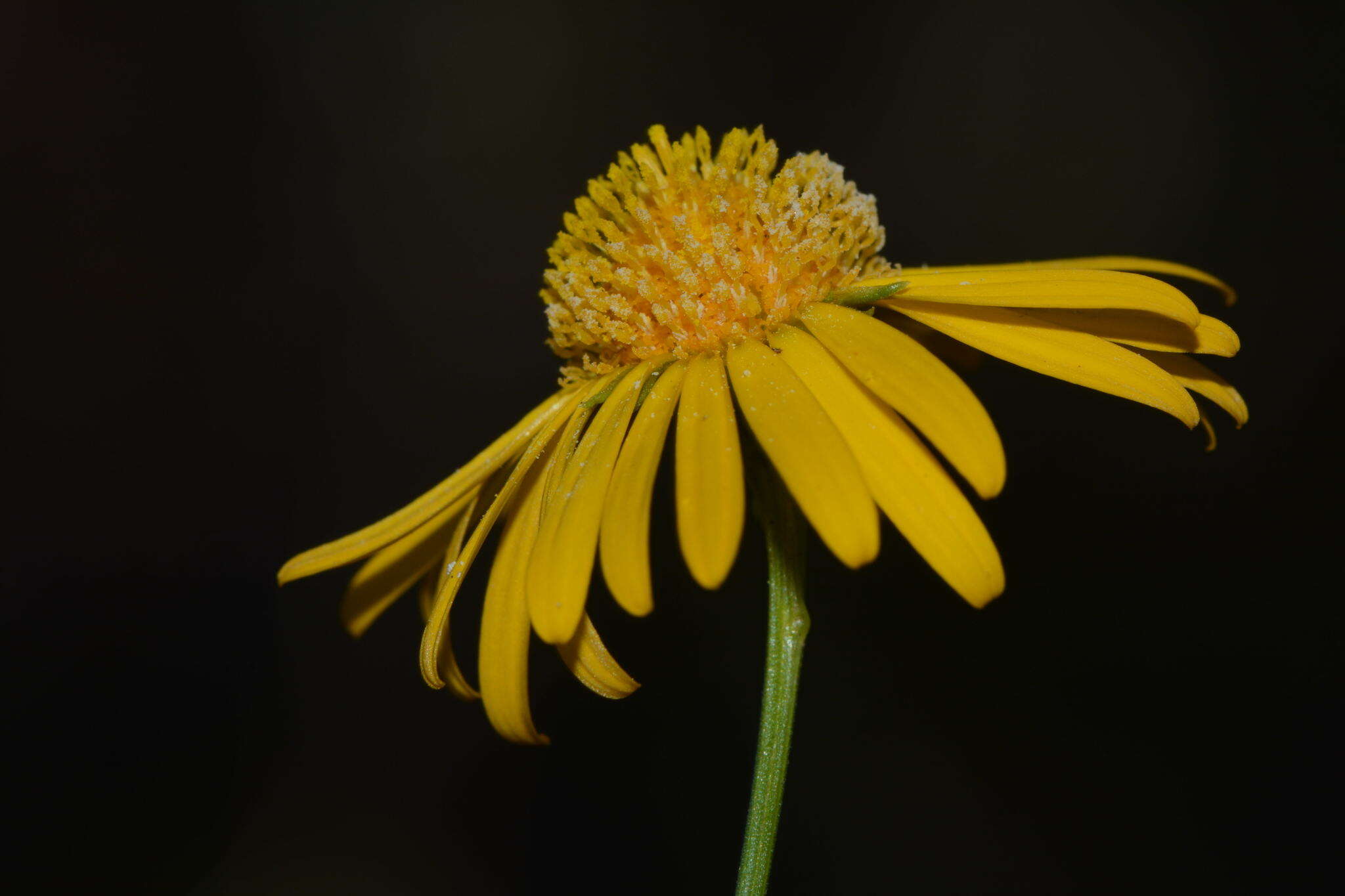 Image of Gutierrezia conoidea (Hemsl.) M. A. Lane