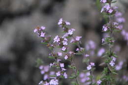 Plancia ëd Micromeria herpyllomorpha subsp. herpyllomorpha