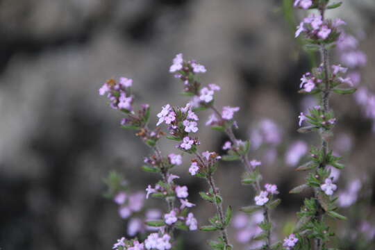 Image of Micromeria herpyllomorpha Webb & Berthel.