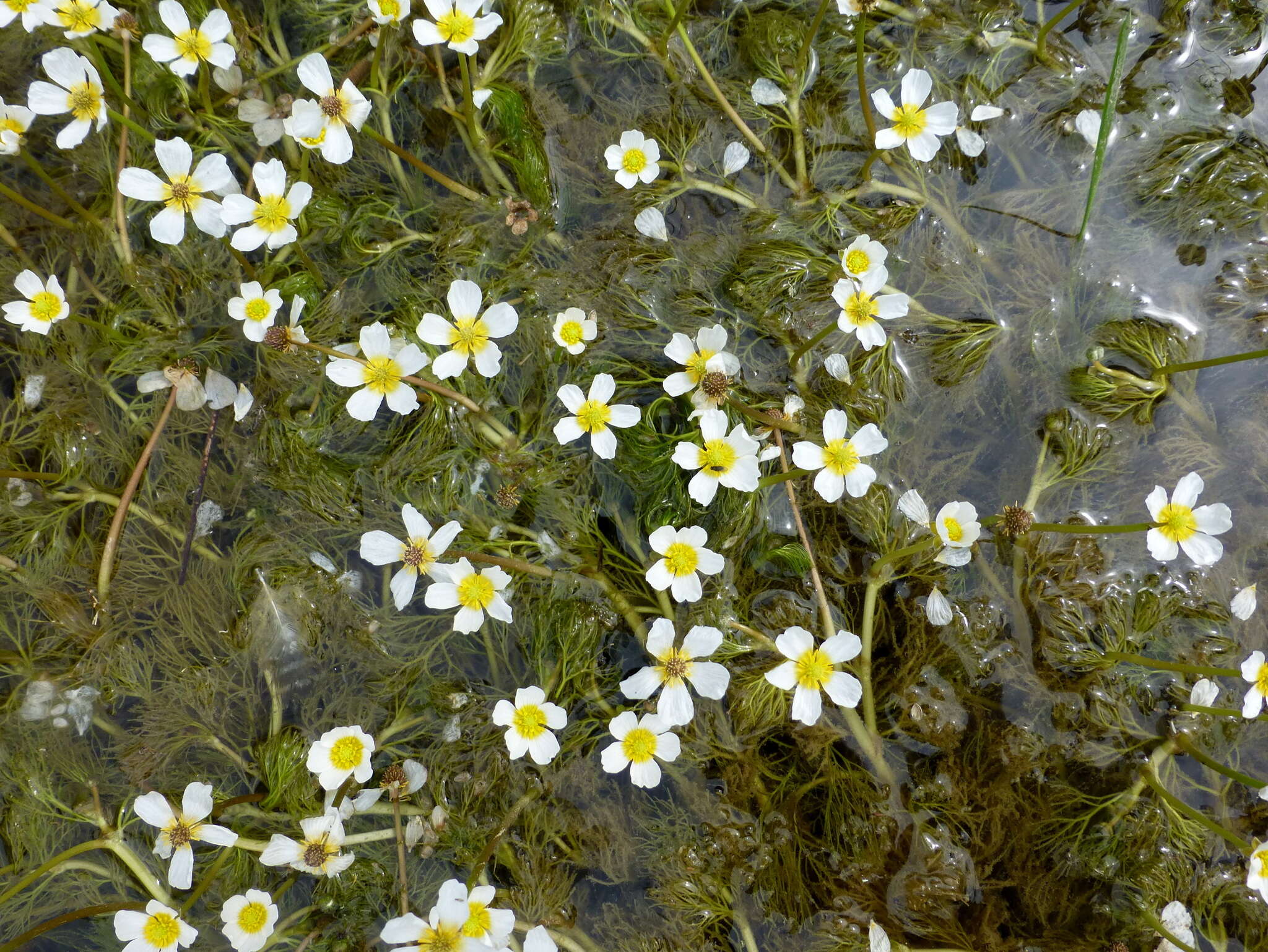 Слика од Ranunculus trichophyllus Chaix