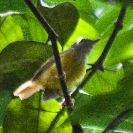 Image of Yellow-bellied Warbler