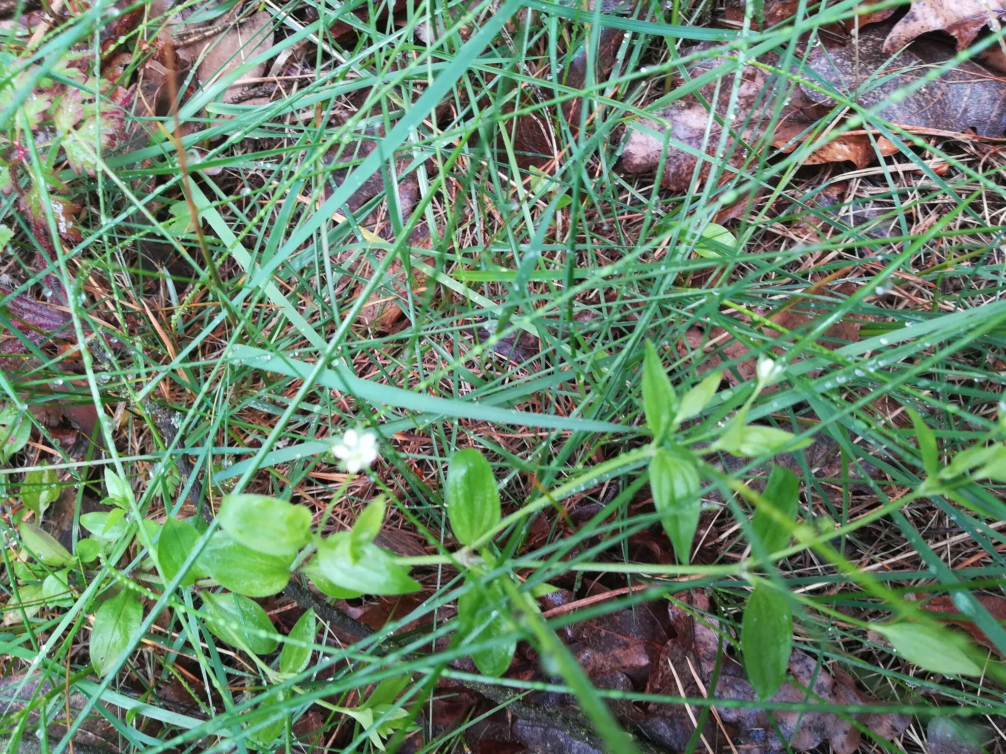 Слика од Moehringia trinervia (L.) Clairv.