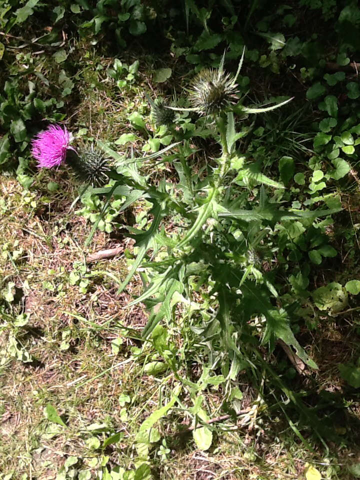 Image of Spear Thistle