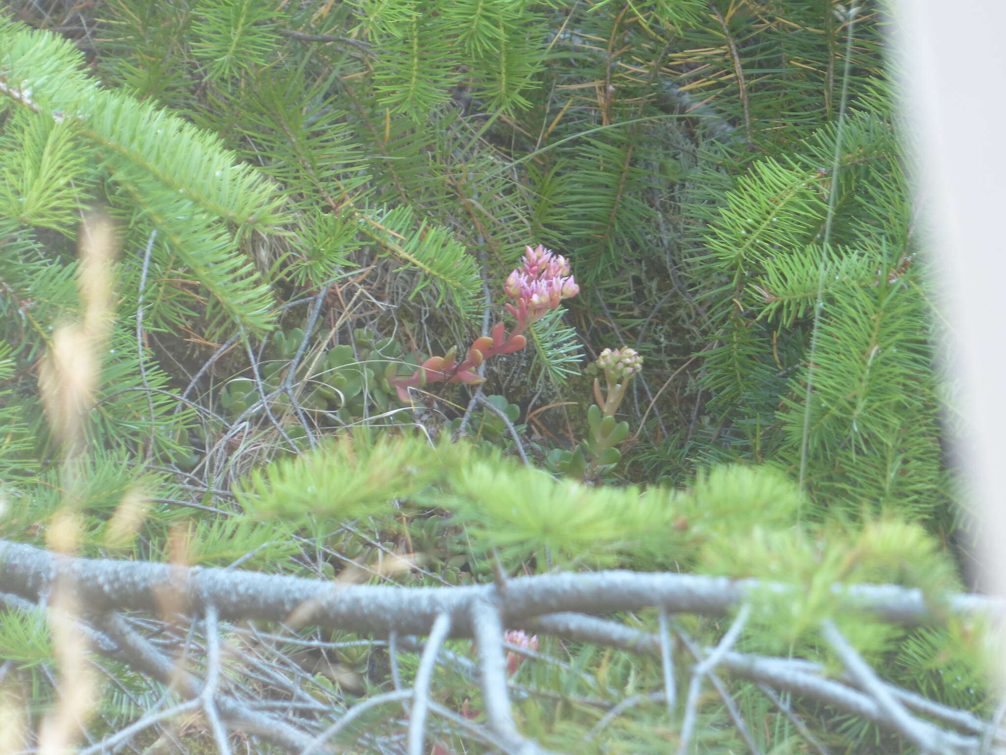 Sedum laxum subsp. laxum的圖片