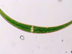 Image of <i>Closterium dianae</i> var. <i>arcuatum</i>