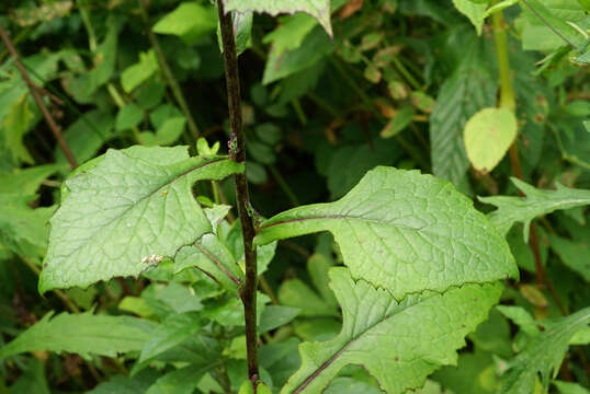 Image of Lactuca raddeana Maxim.