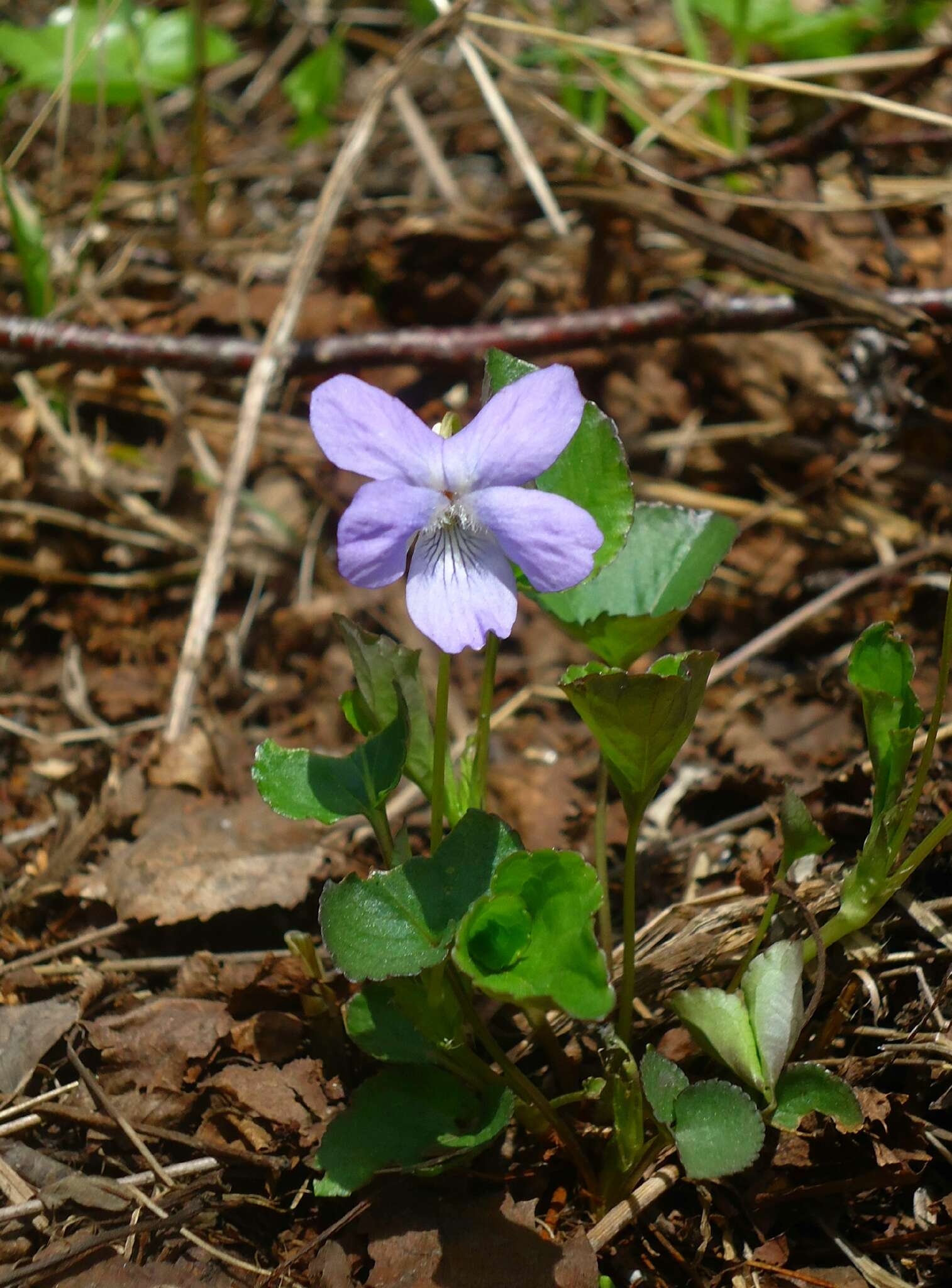 Image of Viola sacchalinensis H. Boiss.