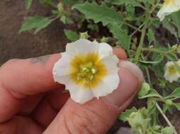 Image of sharpleaf groundcherry and Wright groundcherry