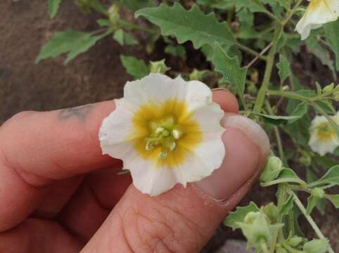 Plancia ëd Physalis acutifolia (Miers) Sandwith