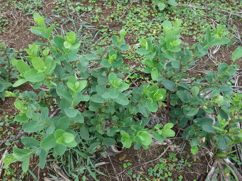 Image of Bootlace Plant