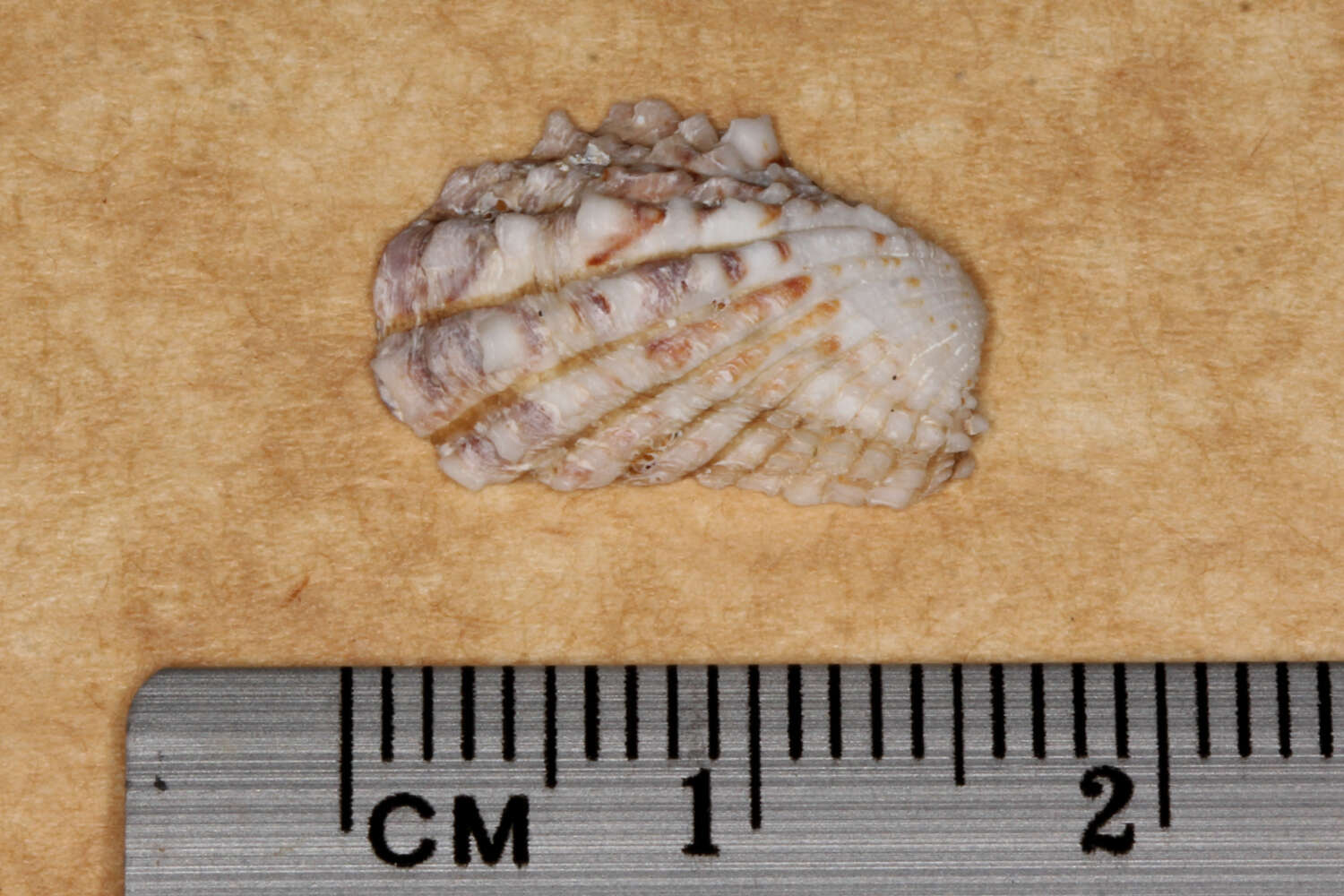 Plancia ëd Cardita aviculina Lamarck 1819
