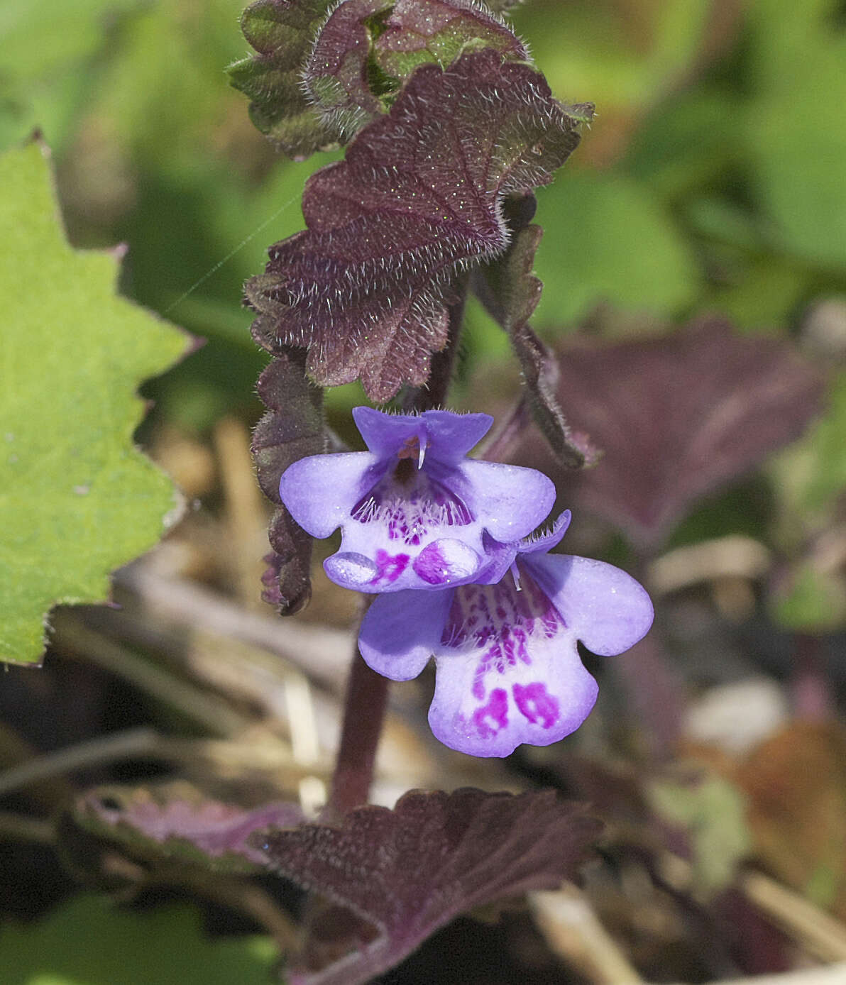 Image of Glechoma grandis (A. Gray) Kuprian.