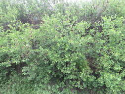 Image de Prunus subcordata Benth.