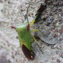 Image of <i>Acanthosoma firmatum</i>