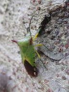 صورة <i>Acanthosoma firmatum</i>