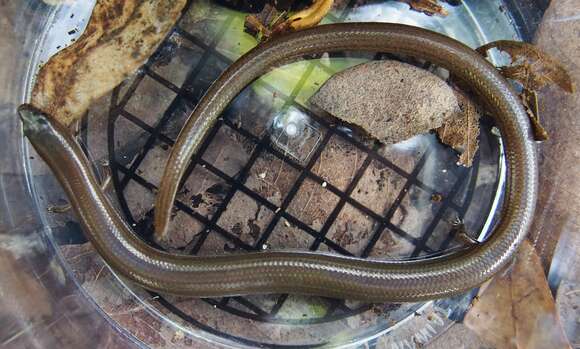 Image of Siamese Supple Skink