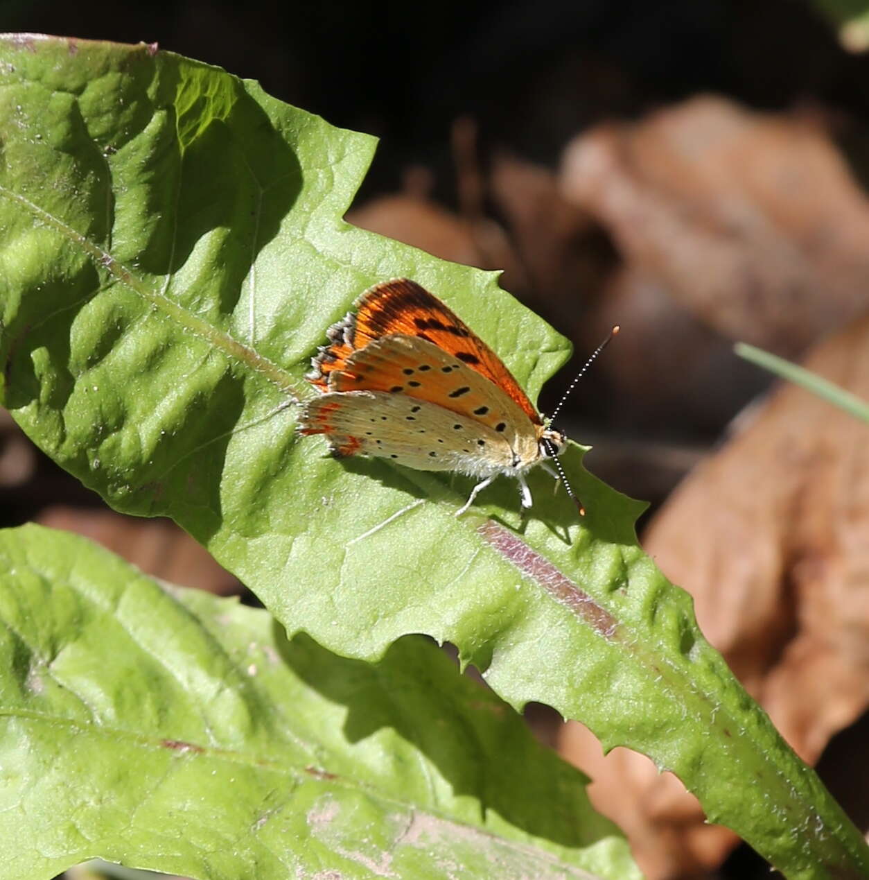 Image of <i>Lycaena ottomana</i>