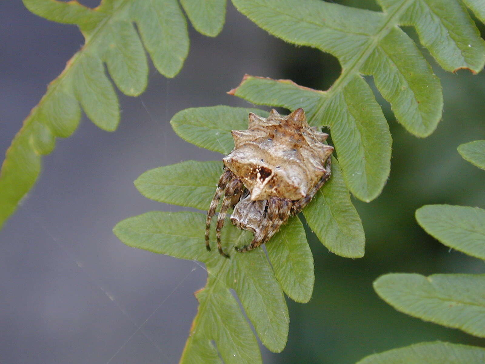 Imagem de Acanthepeira stellata (Walckenaer 1805)