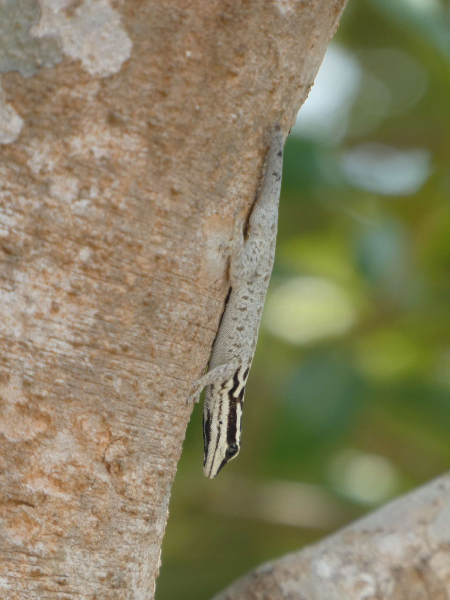 صورة Lygodactylus mombasicus Loveridge 1935