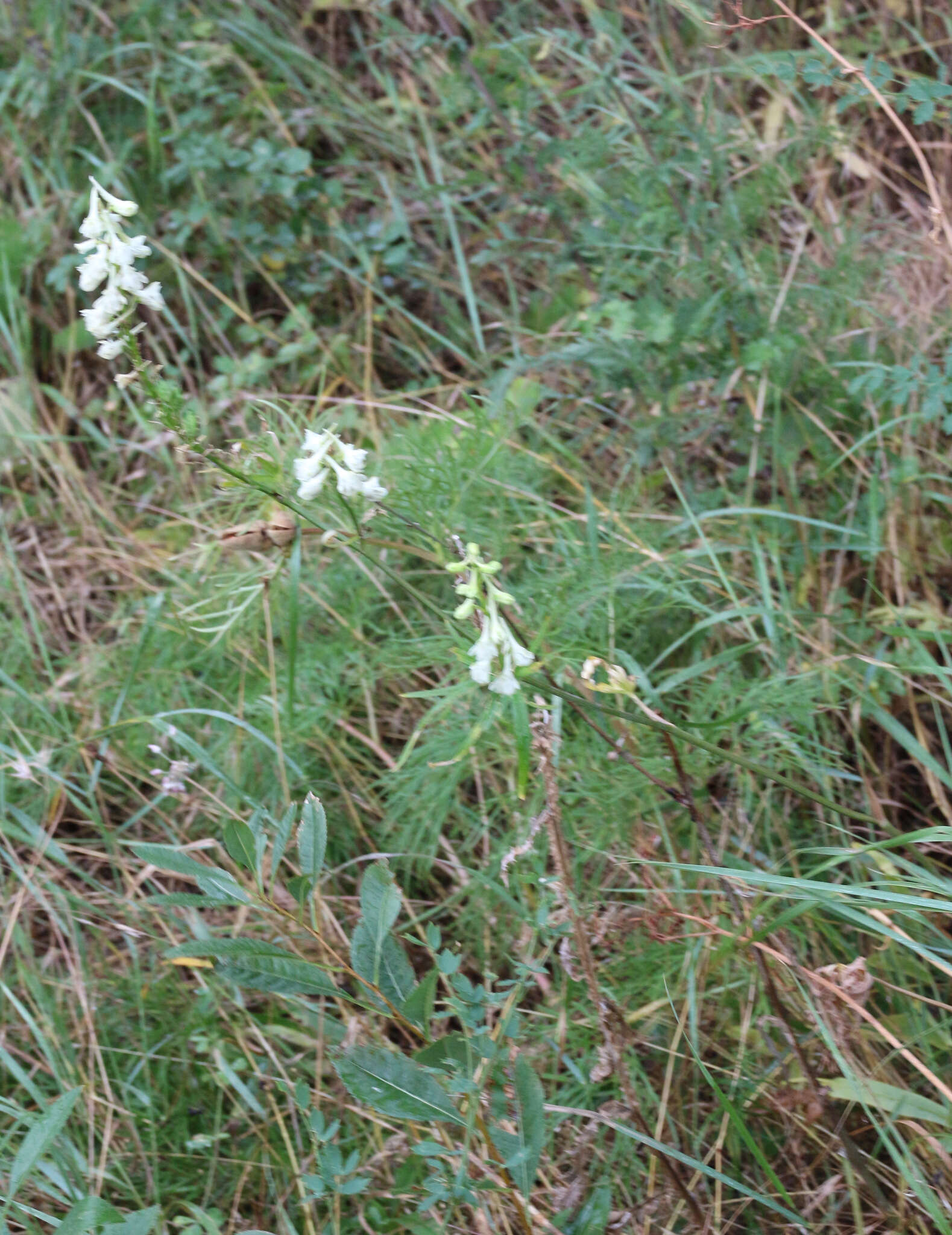 Delphinium macropogon Prokh.的圖片