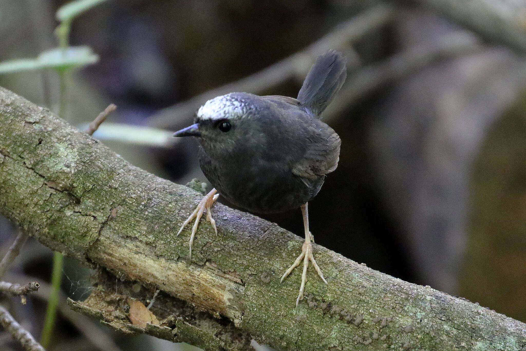 Image of Magellanic Tapaculo