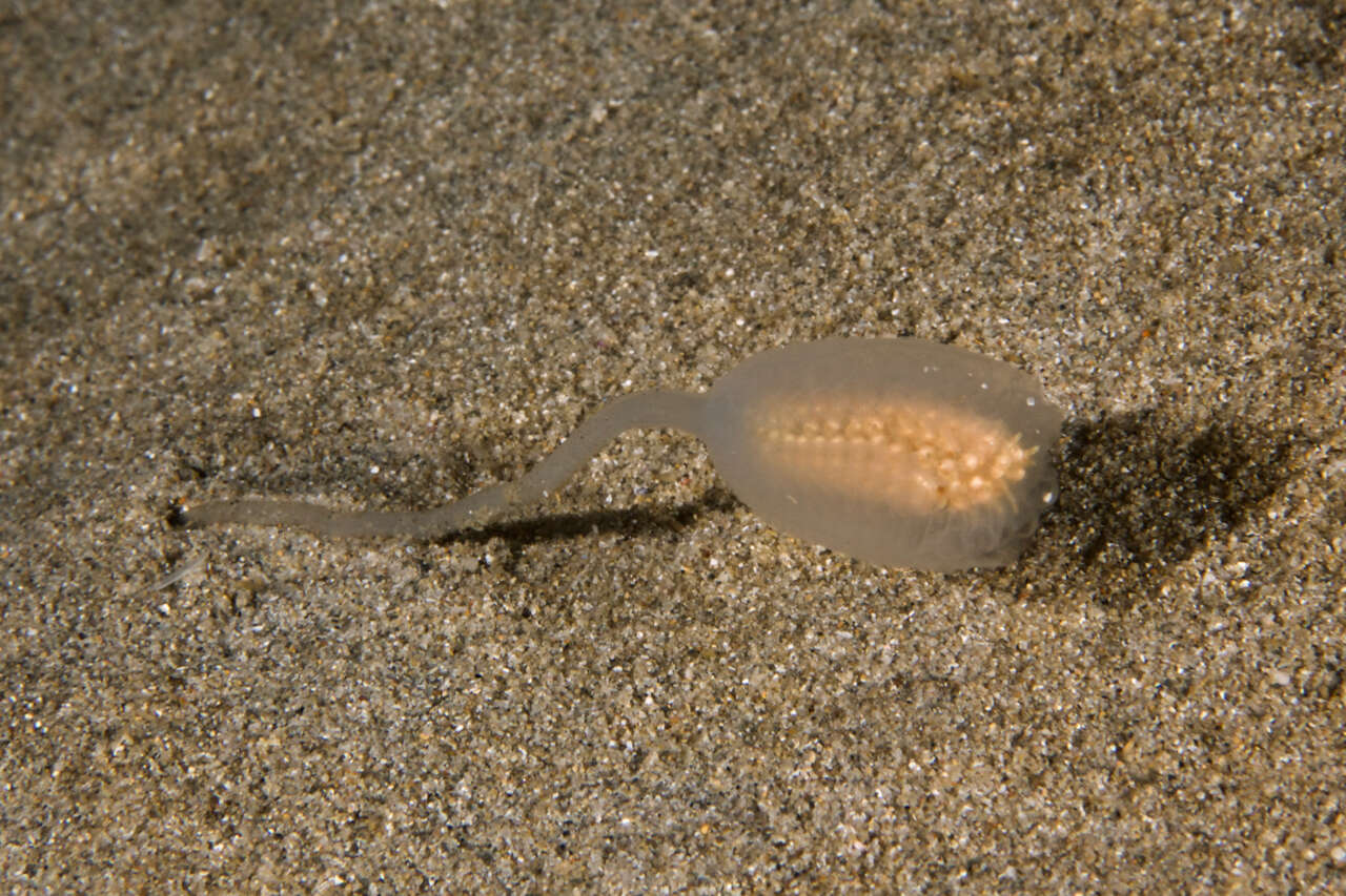 Image of Sycozoa pulchra (Herdman 1886)