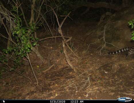 Image of Cape Genet